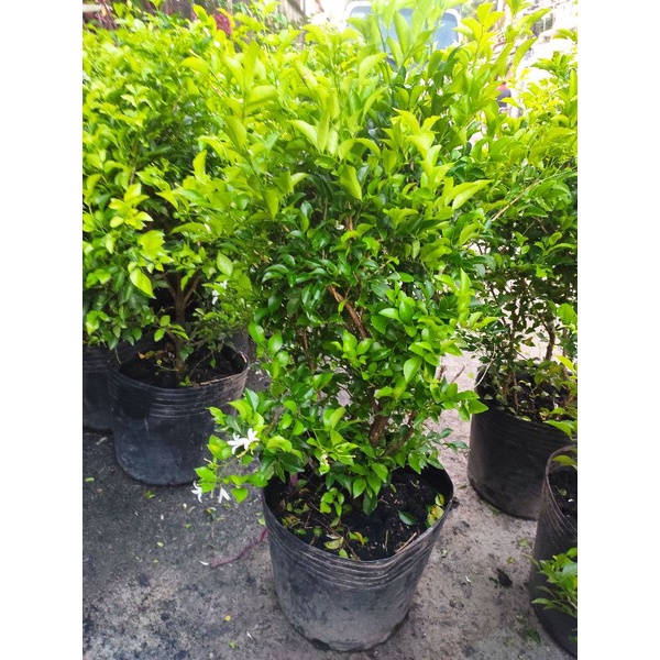 cây nguyệt quế hoa thơm - ướp trà - cây cao khoảng 80-120cm (tên khoa học Laurus nobilis L)