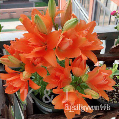 Hạt giống hoa huệ trồng bốn mùa 20h