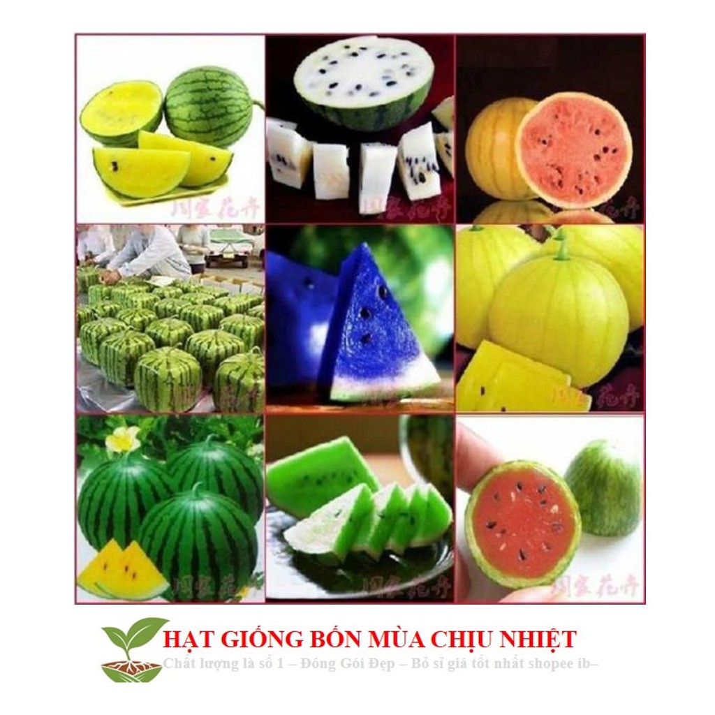 Hạt giống dưa hấu cầu vồng 10 HẠT