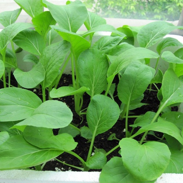 Hạt giống Cải Ngọt giòn, ngọt, bẹ to, trồng quanh năm, rau cải ngọt xanh ăn cực ngon DIAMOND SEEDS