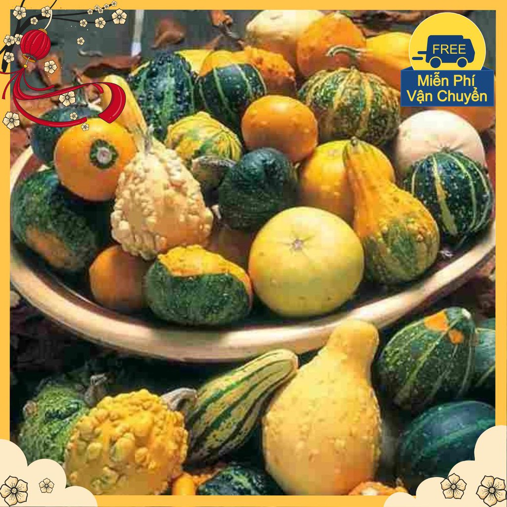 Hạt Giống Bí MIni