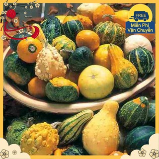 Hạt Giống Bí MIni