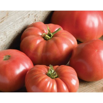 10 Hạt Giống Cà Chua Ngọt Đại Khổng Lồ 200KCD Belgium