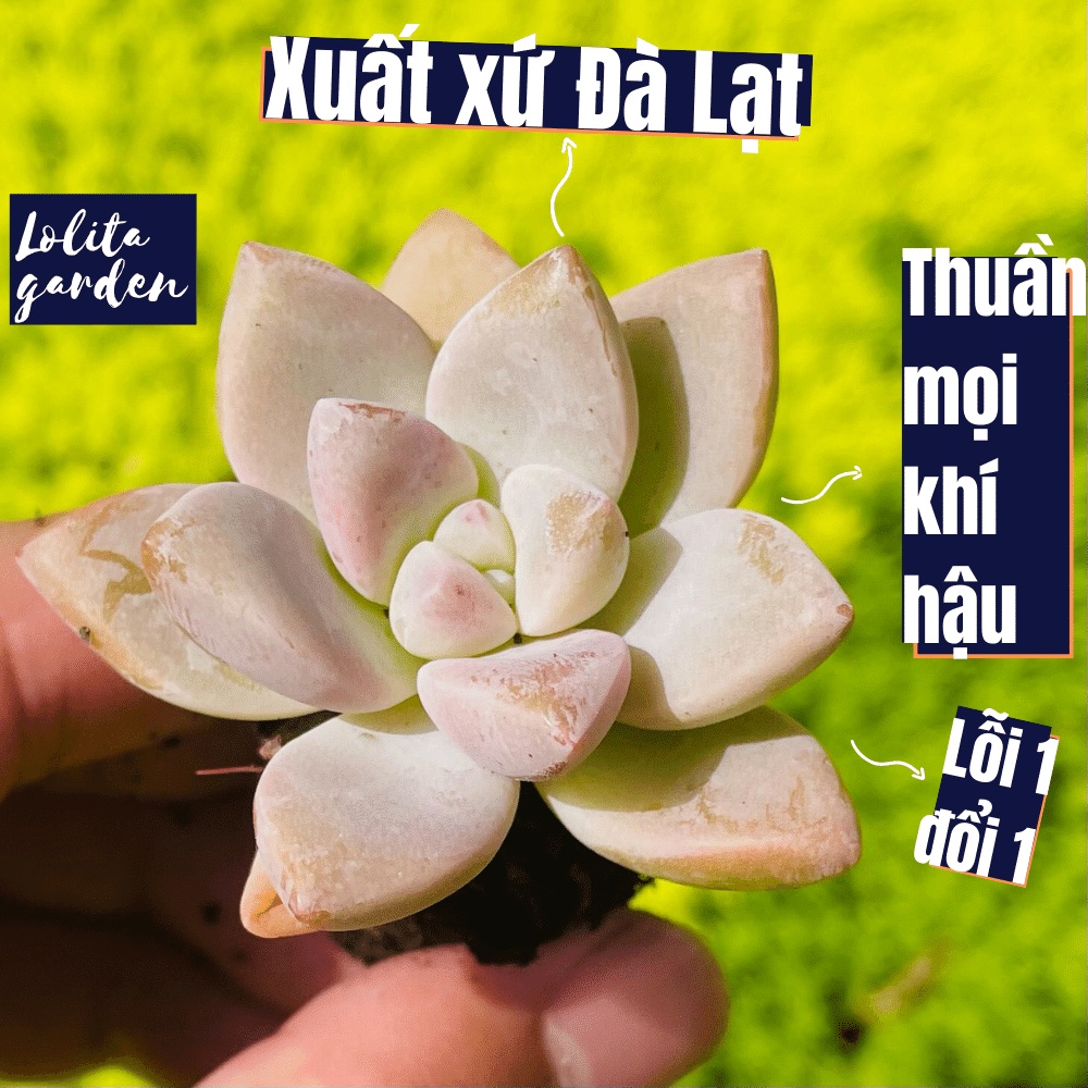 Sen đá pink gem Đà Lạt size mini cây cảnh trang trí nhà cửa Lolita garden