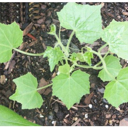 Hạt giống Dưa Hấu Mini 10 Hạt TẶNG KÈM KÍCH MẦM NHANH