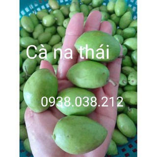 CÂY GIỐNG CÀ NA THÁI