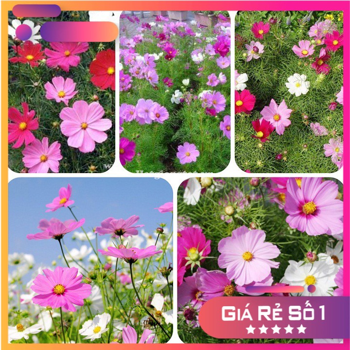 1 lạng - Hạt giống sao nháy nhiều màu