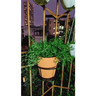 Chậu đất nung trồng cây/ thảo mộc/ sen đá đk 17cm