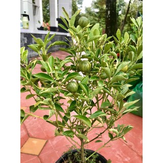 Cây tắc cẩm thạch ( cây quất cẩm thạch ) - 1 cây