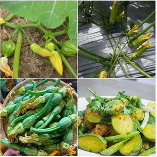 Hạt giống bí siêu nụ lai F1 - Bí đậu ăn non gói 10gram