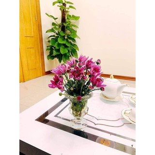Bình thủy tinh cắm hoa,cắm phật thủ