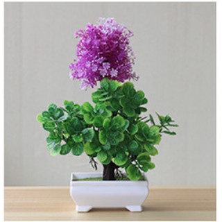Chậu hoa bonsai để bàn