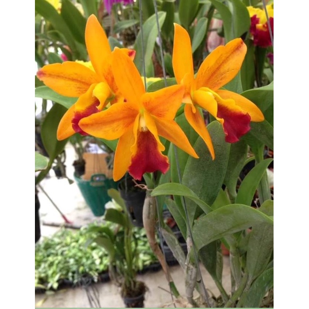Hoa Lan Cattleya cam mini cánh sáp hoa thơm sắp hoa