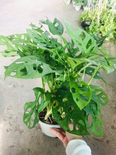 TRẦU BÀ LÁ LỔ