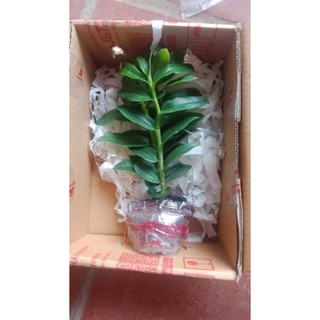 Phi điệp (giả hạc) 5 cánh trắng phú thọ gieo hạt