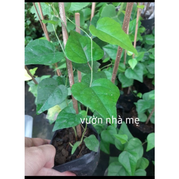 Cây sương sâm lá trơn