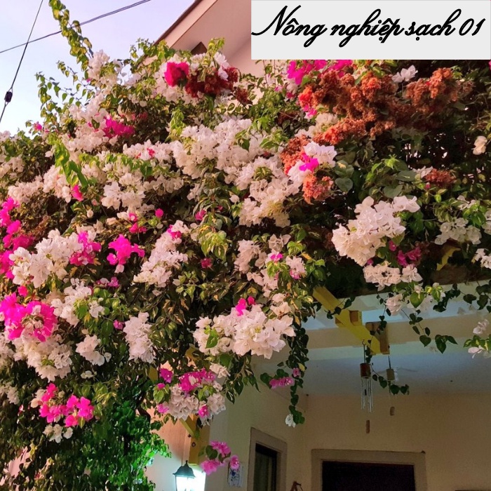 Phân bón cho hoa giấy, kích hoa giấy sai hoa, nở đồng loạt, màu sặc sỡ - 1 lít