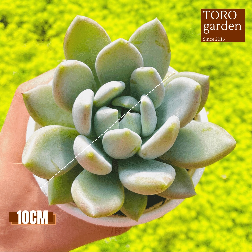 Sen đá sỏi xám Đà Lạt size trung bình cây cảnh trang trí nhà cửa Toro garden