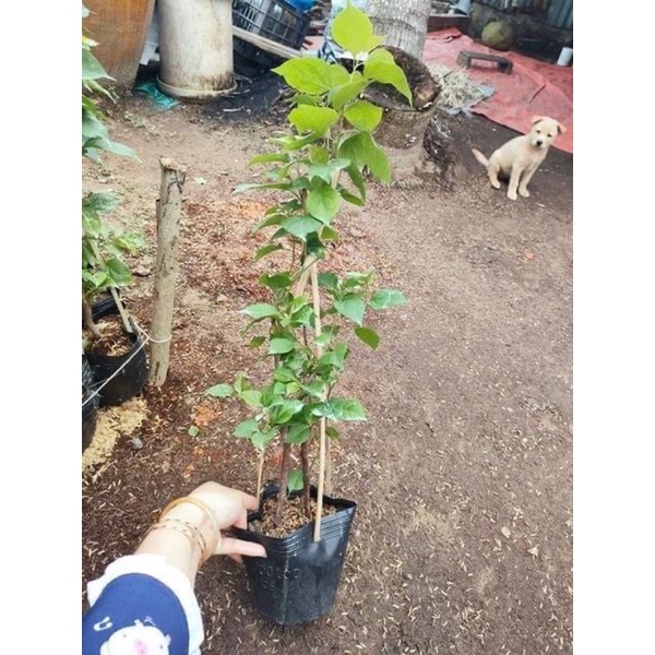 CÂY GIỐNG HOA GIẤY THÁI ,MỸ ảnh thật,đủ màu