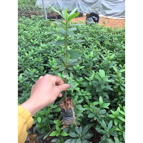 Cây giống Đỗ Quyên ta