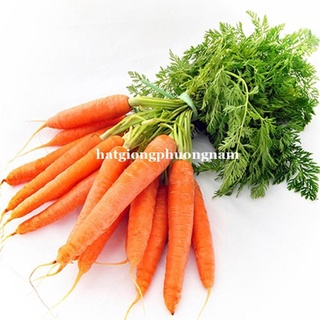 3GR - HẠT GIỐNG CÀ RỐT F1