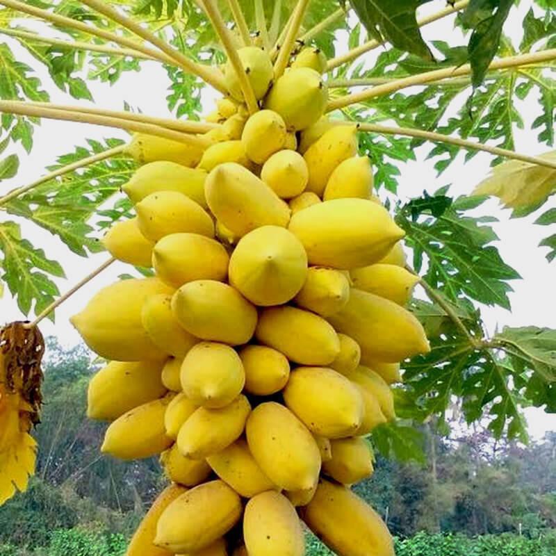 Hạt giống đu đủ da vàng siêu trái- 10 hạt/gói