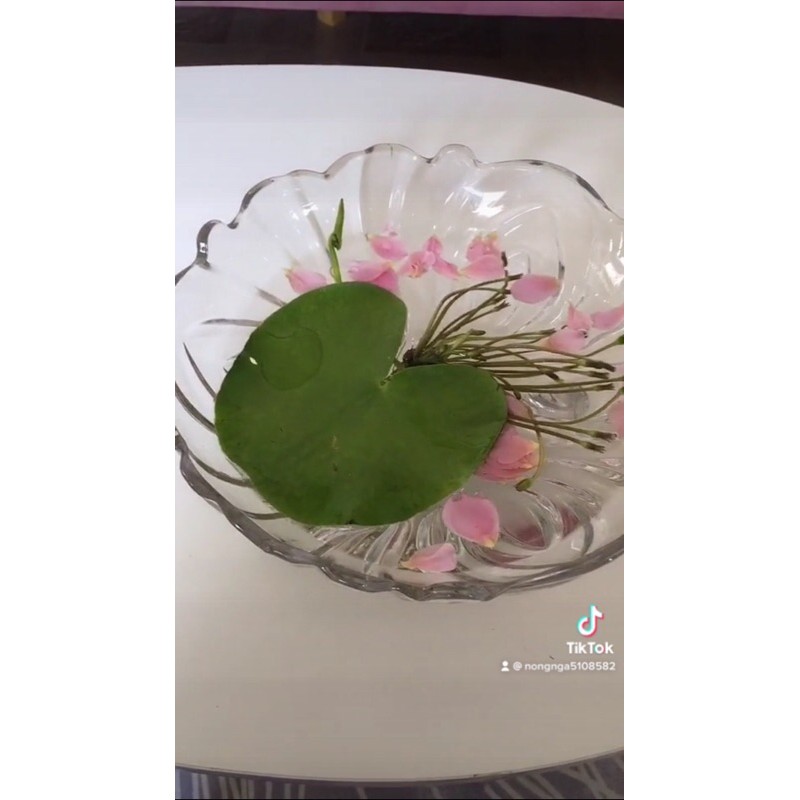 Nhất diệp liên-Nhất diệp phù sinh