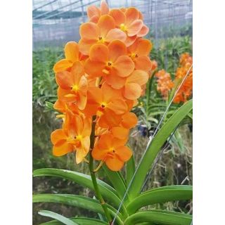 Lan Asco cam trưởng thành sắp hoa