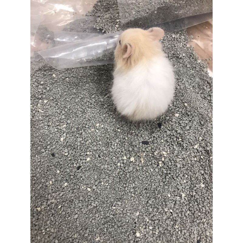 Cát buddy nhiều màu lót chuồng cho Hamster(1kg)