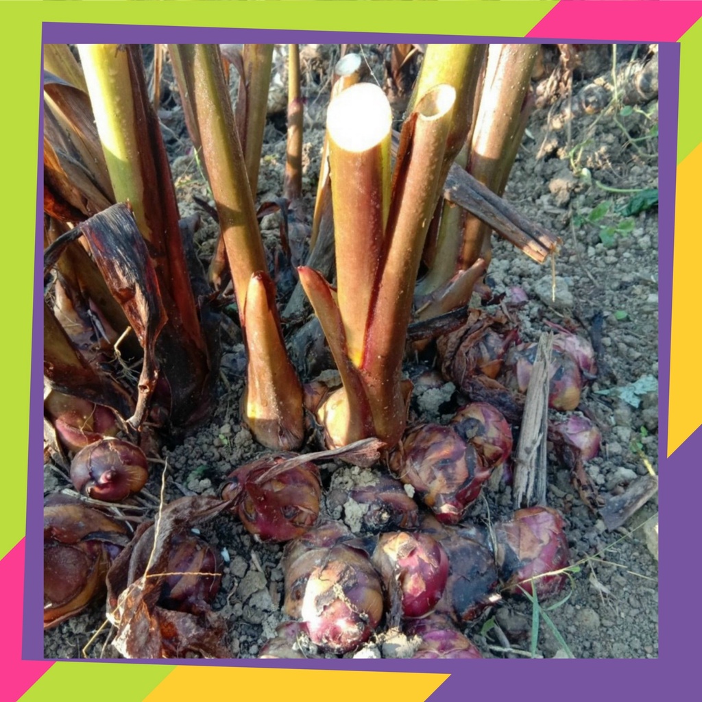 [Chính hãng - Miến dong Tài Hoan] Miến dong sợi to - miến dong đặc sản Bắc Kạn - Tài Hoan 5 Sao OCOP | BigBuy360 - bigbuy360.vn