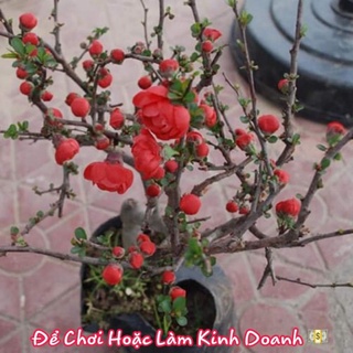 Cây mai đỏ hoa vào tết