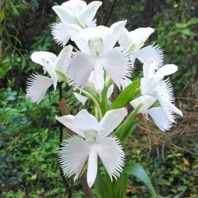 Lan bạch hạc Hải âu