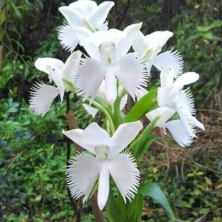 Lan bạch hạc Hải âu