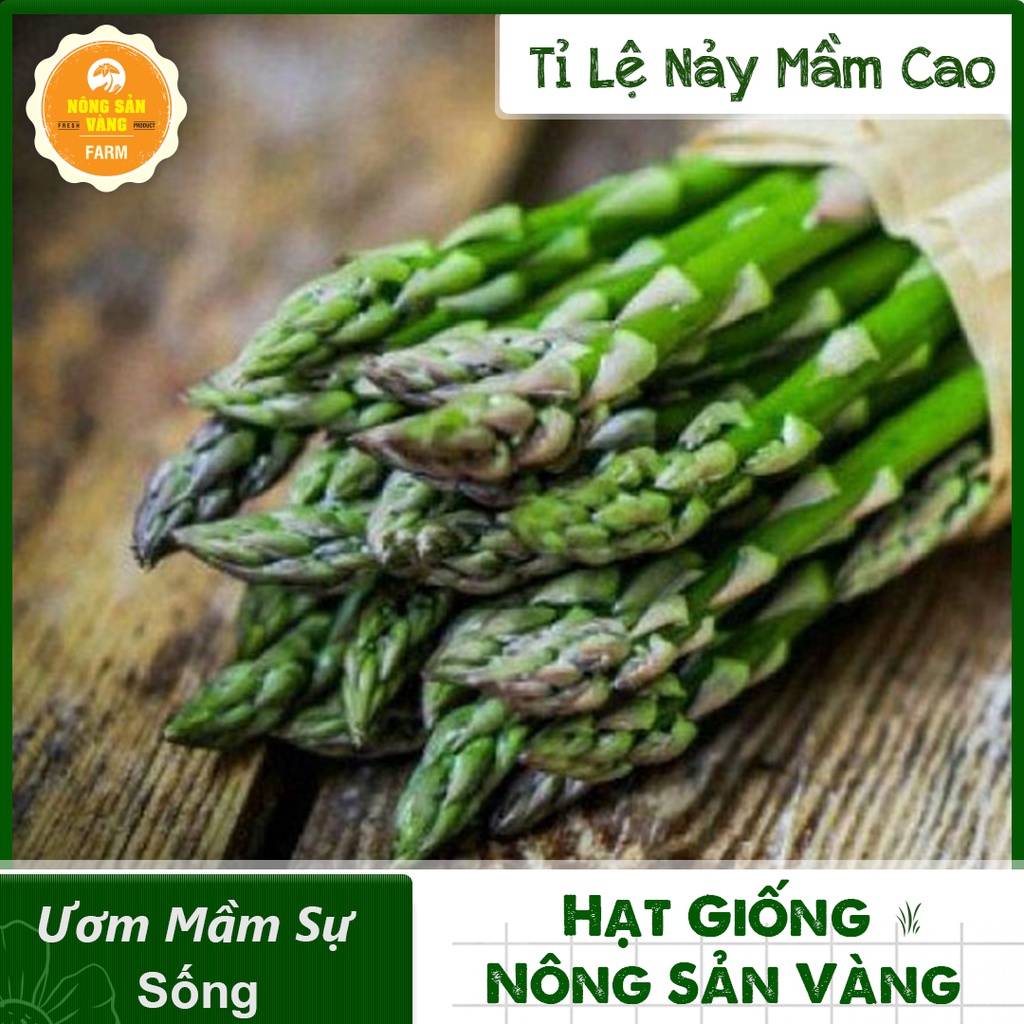 Hạt giống Măng Tây Xanh ( Gói 20 Hạt ) - Nông Sản Vàng