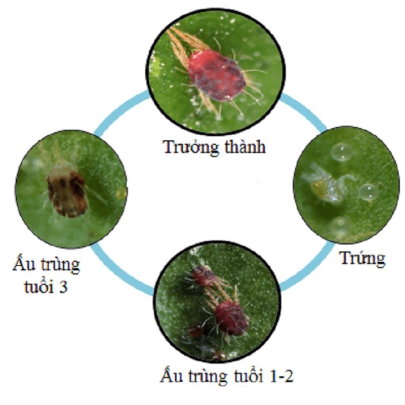 Thuốc trừ Nhện Đỏ ORTUS 5SC gói 12ml - Đặc trị nhện đỏ hại rau màu hoa, cây kiểng