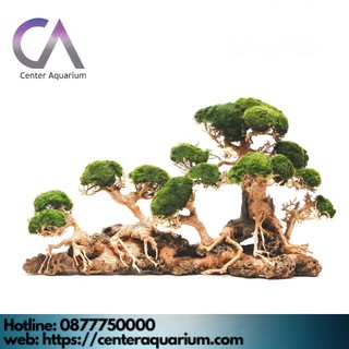 Layout Bonsai Trang Trí Bể Cá Cảnh Bể Cá Thủy Sinh