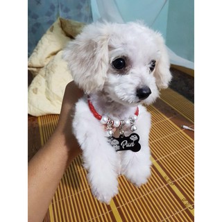 Thẻ khắc tên thú cưng
