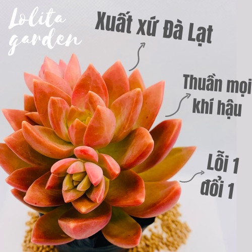 SEN ĐÁ ĐÁ ĐỎ SIZE BÉ, HÀNG ĐÀ LẠT, SIÊU XINH SIÊU KHỎE, LỖI 1 ĐỔI 1