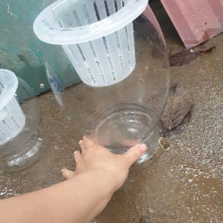 Chậu trồng cây thủy sinh