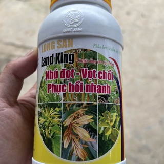 Siêu bung chồi, đâm tược, cứng cây, tàn dù, xanh cây, mướt lá, phục hồi cây sầu riêng