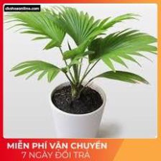 Cây cọ nhật -Tặng Kèm Phân Bón