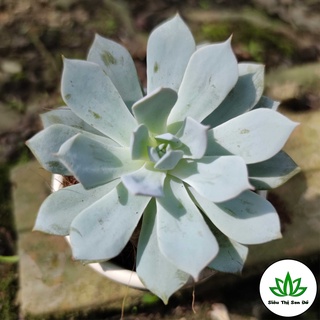 Sen Đá Tuyết Trinh Đà Lạt Đã Thuần Khí Hậu Size Bầu Đường Kính 4-6cm