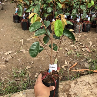Cây Vú sữa mica