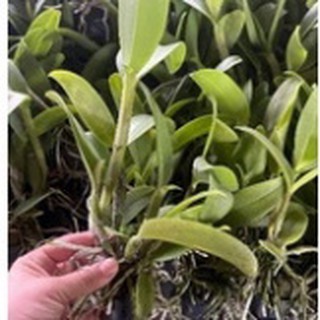 Lan cattleya cây giống ,lan cát