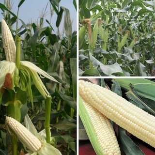 100G - Hạt Giống Bắp Nếp Nù