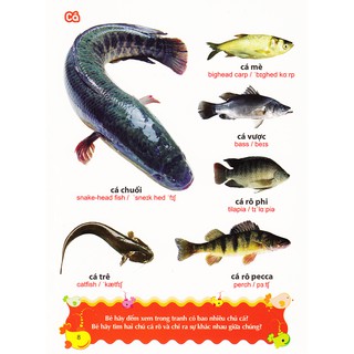 Sách: Từ Điển Tranh Về Các Con Vật - Động Vật (Bìa Cứng B100)