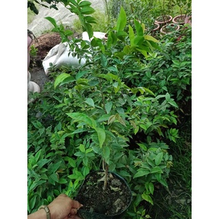 cây nho thân gỗ đỏ 12 vụ cây giống nho thân gỗ