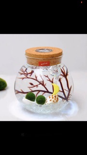 Set Tảo cầu Marimo bình thuỷ tinh đèn LED (như hình)