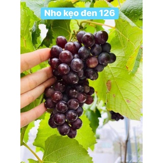 Cây nho kẹo giống nh01-126