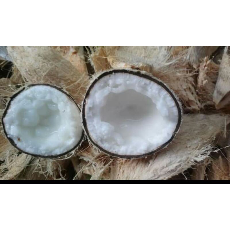 Dừa Sáp Cầu Kè  Loai 3 Sinh Tố Trên 1,3kg | BigBuy360 - bigbuy360.vn